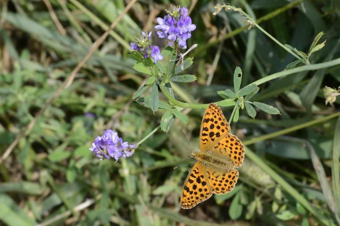 Arginnis paphia conferma